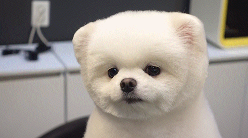 博美過得“幸福”與否，從這5點可以看出