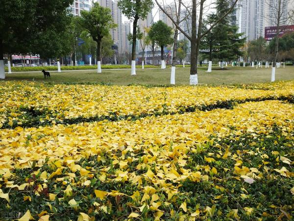 每年銀杏飄落時，我總會想起那個從遠方寄來落葉的女孩