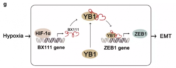 讓你的lncRNA擺脫miRNA的束縛(中) 讓你的lncRNA擺脫miRNA的束縛(中)
