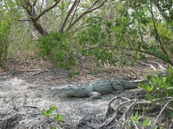 鱷魚好圖大雜燴 鱷魚好圖大雜燴