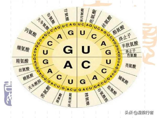 最懷才不遇的生物物理學家,發現全新生命種類,創立另類生命之樹 最懷才不遇的生物物理學家,發現全新生命種類,創立另類生命之樹