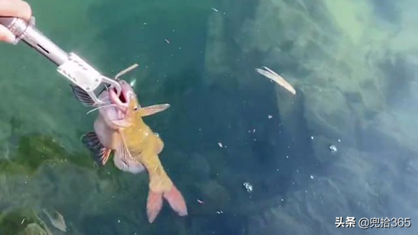 成精了！廣西一男子戶外野釣，罕見收穫半米長的“巨型黃顙魚”