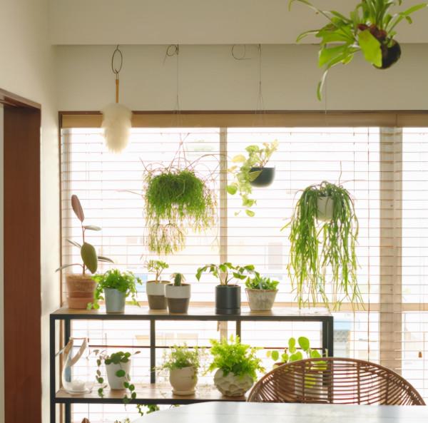 50歲的主婦，收拾出精緻小屋，用滿屋綠植，裝點出詩意棲居