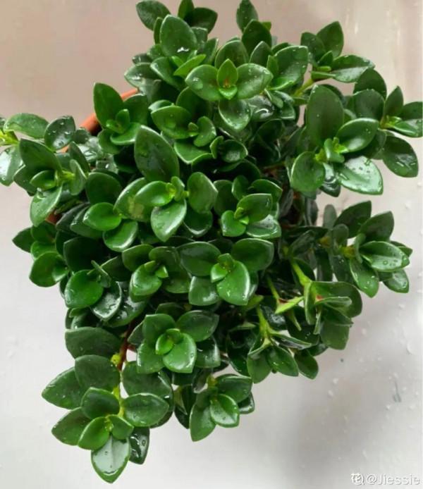 養花一直不開花，給他套個黑塑膠袋，花苞呼呼冒