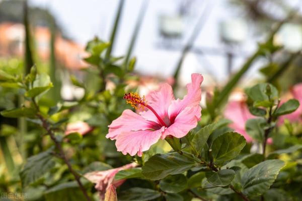 太實用了！45種常見植物養殖方法大全