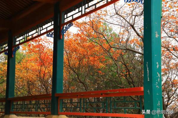 紅螺寺的秋,即使在陰霾的天氣,也是如此金黃燦爛 紅螺寺的秋,即使在陰霾的天氣,也是如此金黃燦爛