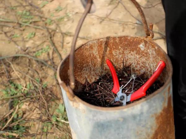 “天釘”，刺越大越值錢，50元一斤，如今卻很少見此樹