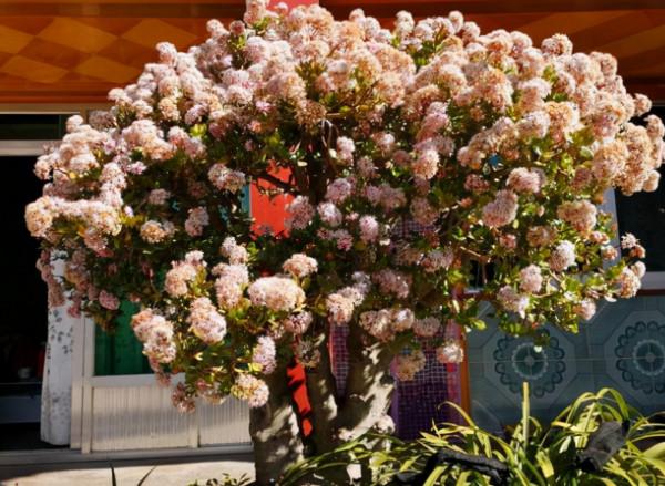 壽命最長的4種花，能活幾十年，可以養成傳家寶