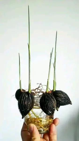 撿到種子,網友問是什麼?把過去培育的照片發一發 撿到種子,網友問是什麼?把過去培育的照片發一發