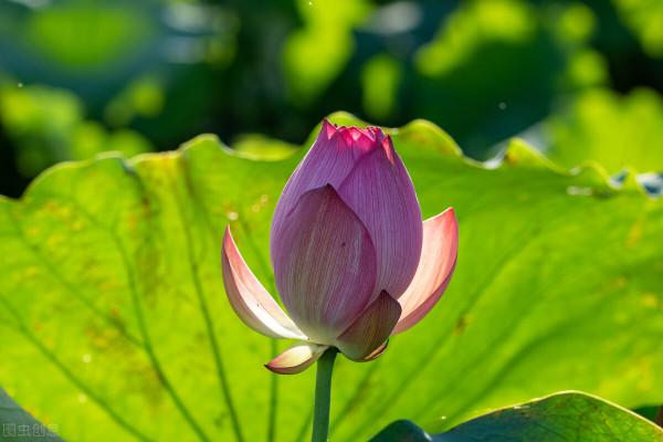 雅稱、代稱、它稱、別稱彙總(二) 雅稱、代稱、它稱、別稱彙總(二)