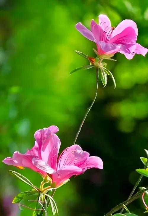 分享：“花中西施”映山紅，花開的時候，耀眼奪目，千嬌百媚