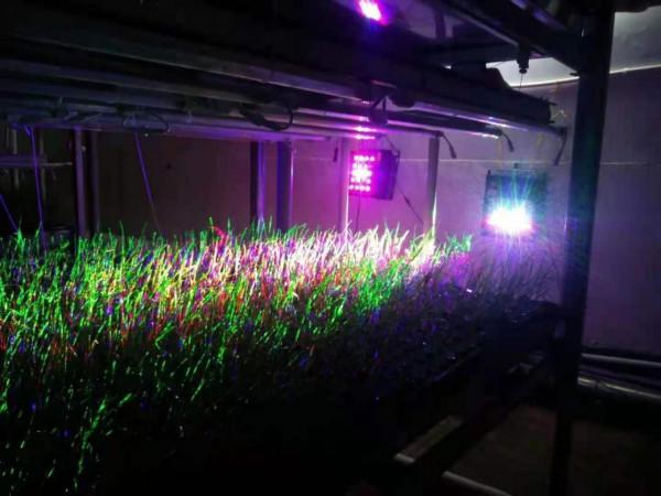 浙江農民室內3米立體栽培“帶電”蔬菜,用電防蟲不打藥,漲見識 浙江農民室內3米立體栽培“帶電”蔬菜,用電防蟲不打藥,漲見識