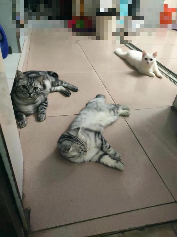 養貓感動的瞬間 養貓感動的瞬間