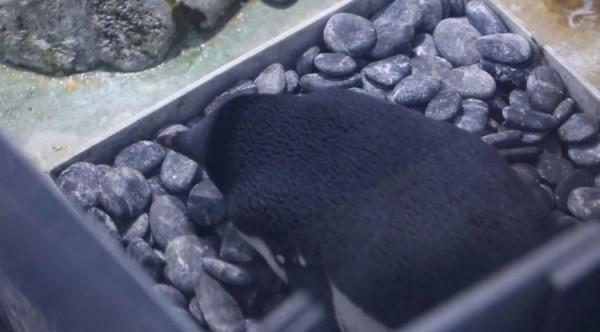 創紀錄！上海海昌海洋公園阿德利企鵝產下15枚企鵝蛋