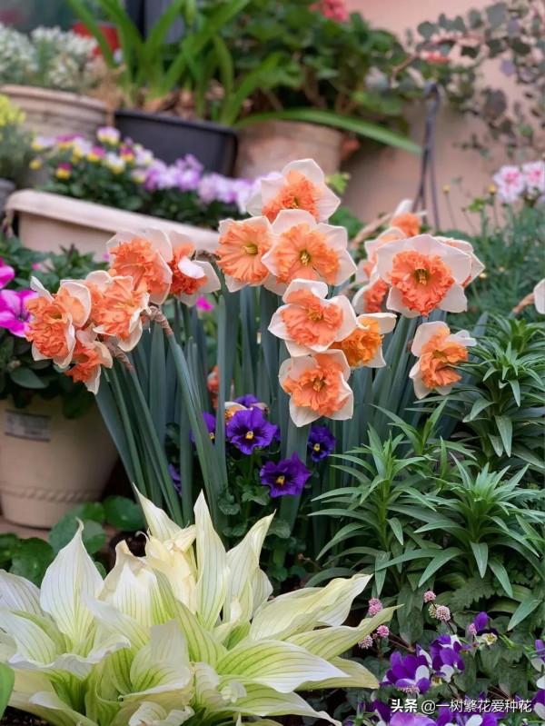 有沒被自制花肥臭懵過,這8種自制肥別亂做,踩過的坑、流過的淚 有沒被自制花肥臭懵過,這8種自制肥別亂做,踩過的坑、流過的淚