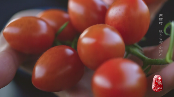 一畝地十萬塊,看小小西紅柿如何“紅火”了膠東半島上這個村 一畝地十萬塊,看小小西紅柿如何“紅火”了膠東半島上這個村
