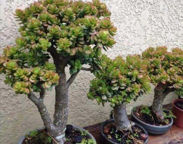 張大爺養的玉樹，二三年全都成老樁，有些還開出漂亮的花，值錢了