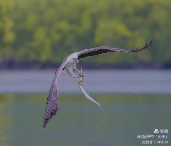 鳥類空中的戰鬥機&mdash;&mdash;白腹海雕