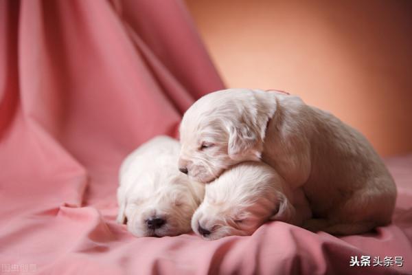 二胎生活（9）聊聊孩子與小動物