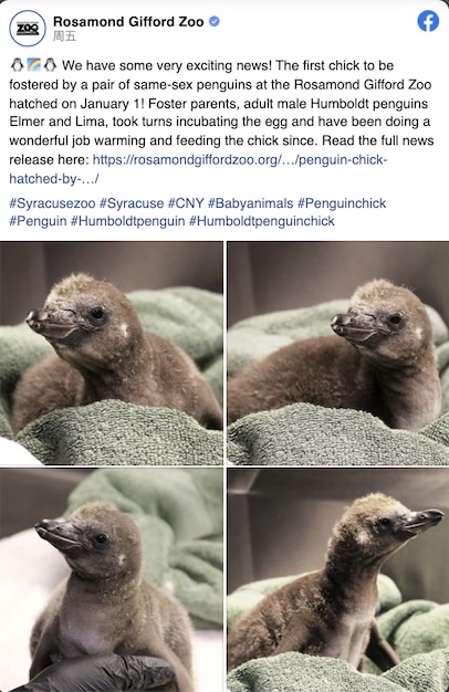 紐約一對企鵝&OpenCurlyDoubleQuote;夫夫&rdquo;真的孵出了小寶寶！曾用假蛋小心練習