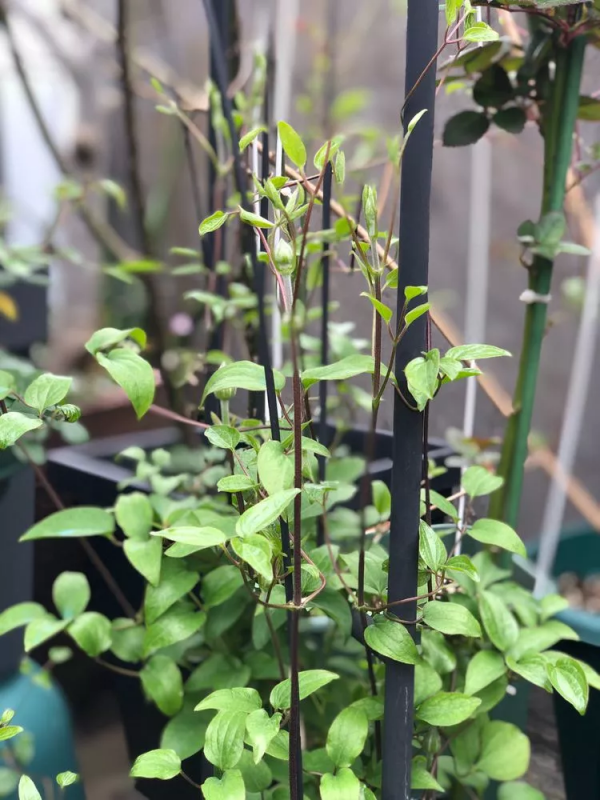 （2019）園丁獎露臺組《003號》一卷花薔 沉澱的時光