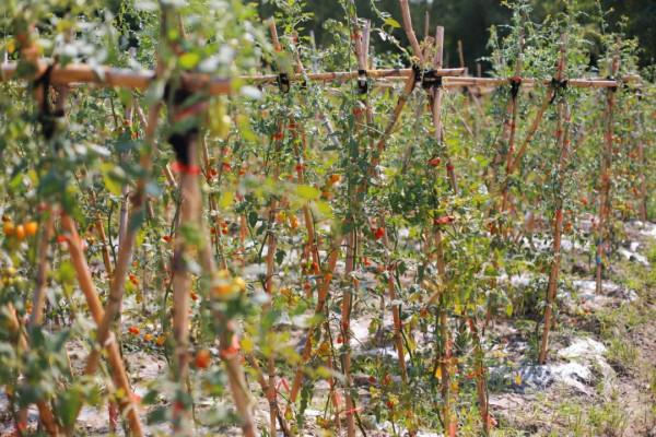 離上海一小時!夏日休閒度假,感受水鄉生活,這份攻略太貼心了 離上海一小時!夏日休閒度假,感受水鄉生活,這份攻略太貼心了