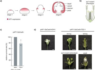 被稱為“基因魔剪”的這個技術,究竟能幹啥 被稱為“基因魔剪”的這個技術,究竟能幹啥