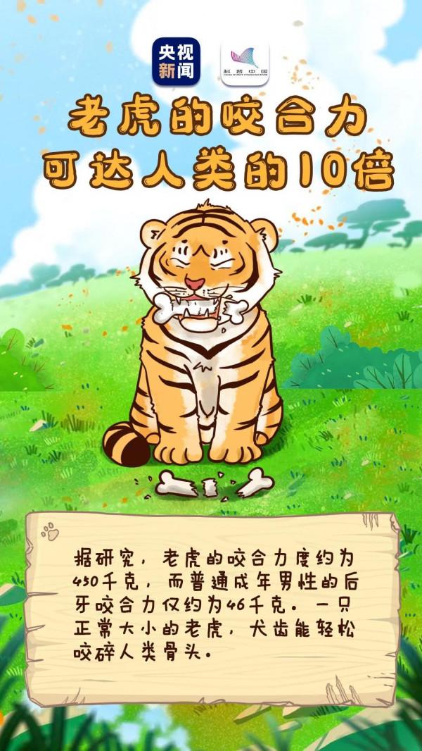 沒想到，你是這樣的虎