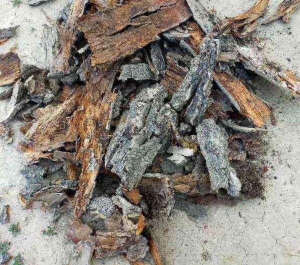 1種很棒的天然生根劑，簡單處理，養啥旺啥，卻總被當垃圾丟了