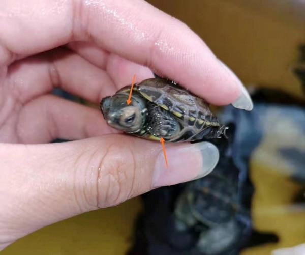 寵物龜腐皮怎麼治,嚴重危害龜的健康(3) 寵物龜腐皮怎麼治,嚴重危害龜的健康(3)