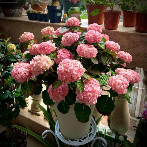 家裡光線差，就養17種“陰性花”，漂亮有格調，貴氣又吉利