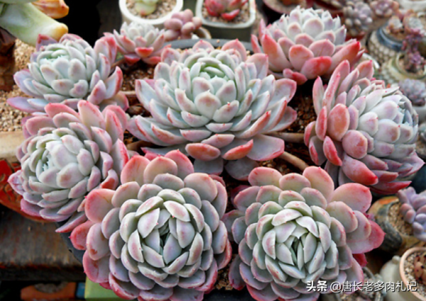 冰梅和雙子貝瑞,一直分不清的2種多肉,養過才知道起碼有4點區別 冰梅和雙子貝瑞,一直分不清的2種多肉,養過才知道起碼有4點區別