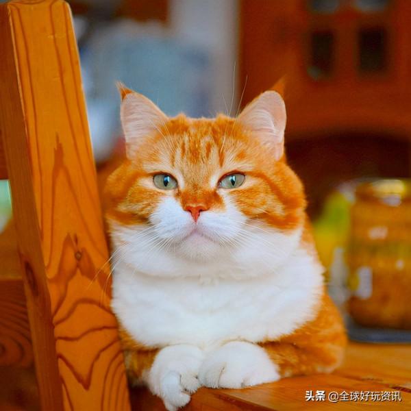 民間貴妃橘～貓（Russia 喵）