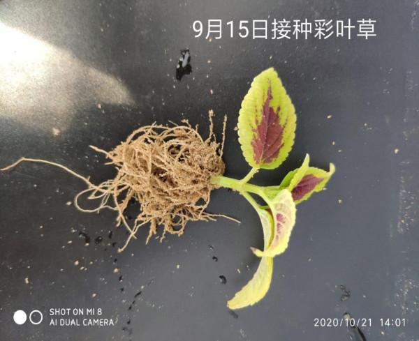 色彩豔麗的草——彩葉草