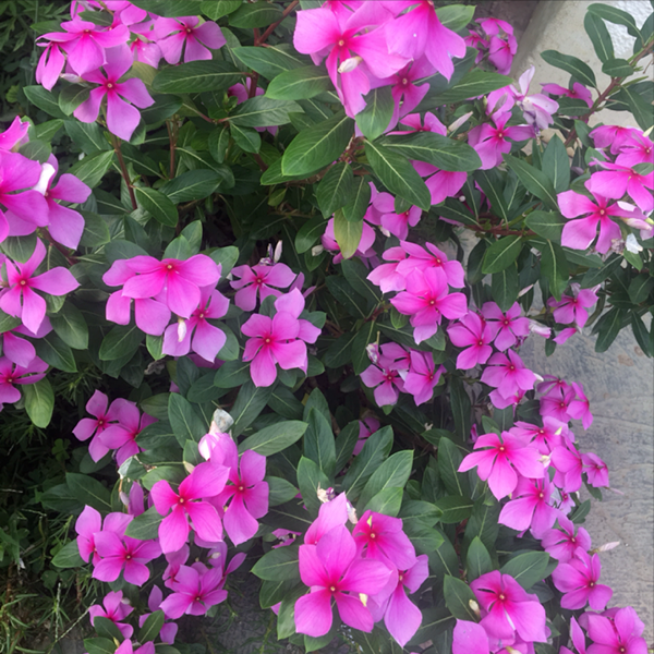 9種“勤勞花”，別名“天天開”，365天花不斷，也不怕累壞了