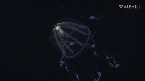 2021年拍攝到的珍稀深海生物 別樣又迷人