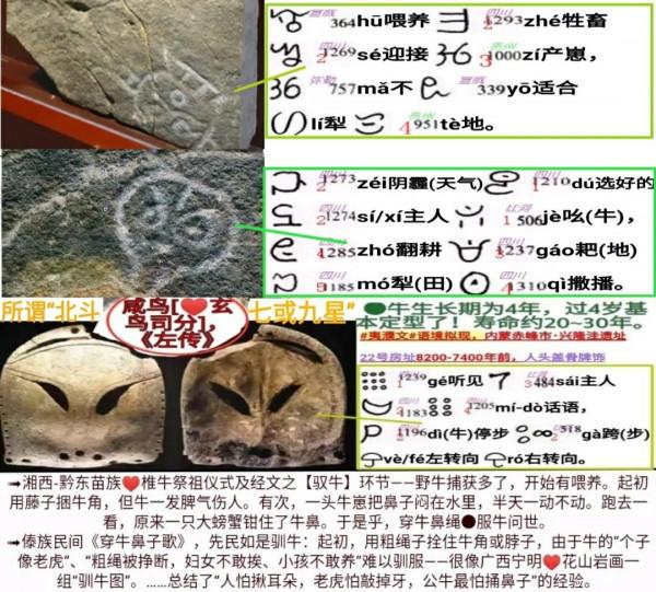 商周N系基因，東北1萬年前馴牛！紅山玉豬龍，或是烏洛候王亥徽記