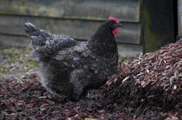 一種原始的雞品種，從西班牙引種到美國，肉質鮮美，下蛋又多又大