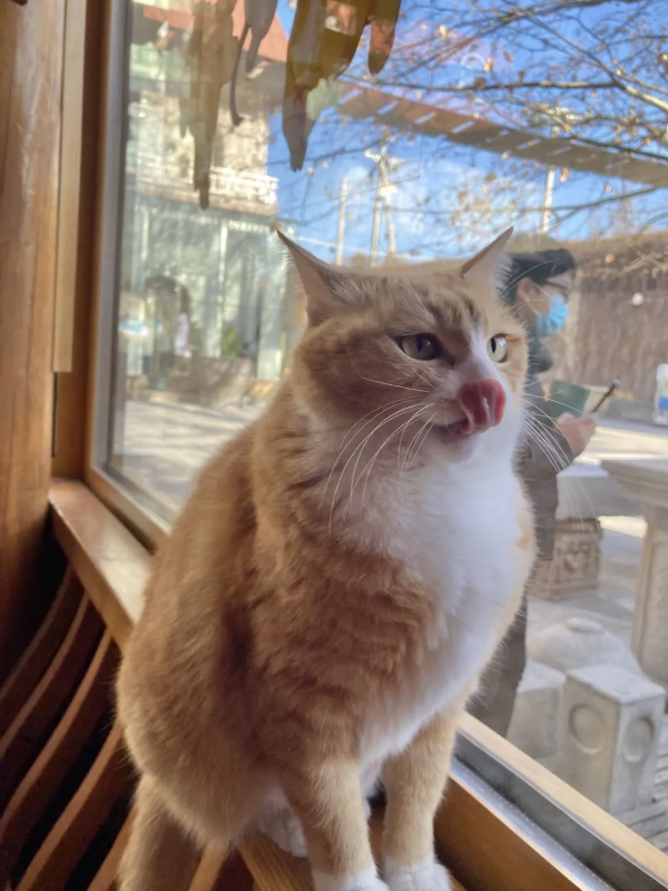 小仙拒絕零食，有多難