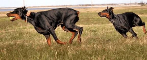 狗界智商前8名，你能猜對幾個？可能你家也在養