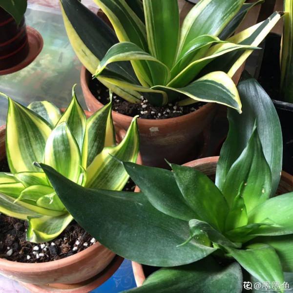 現在給花上秋肥,杆子粗、葉子密,不然冬天都凍死 現在給花上秋肥,杆子粗、葉子密,不然冬天都凍死