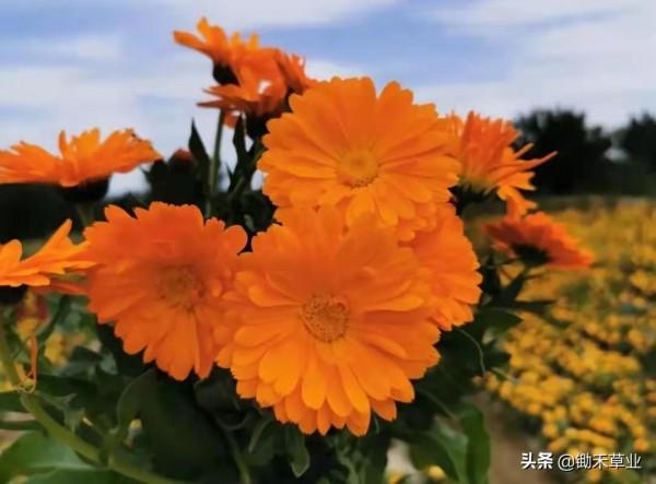 秋冬冗長,你我皆好-金盞菊 秋冬冗長,你我皆好-金盞菊