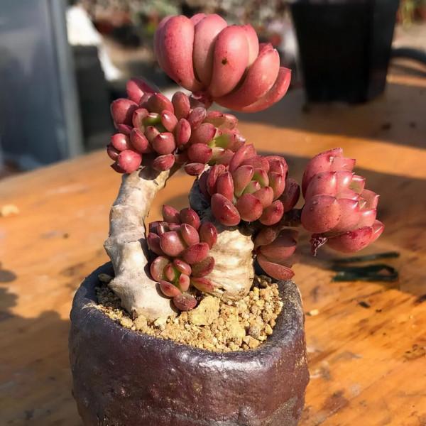 一顆火焰杯多肉八年時間的改變,曾經的小單頭變已成懸崖樁,震撼 一顆火焰杯多肉八年時間的改變,曾經的小單頭變已成懸崖樁,震撼