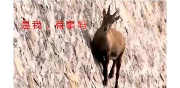 山羊有多厲害