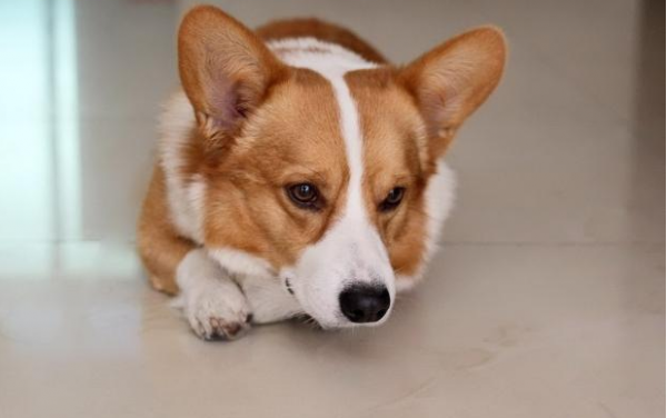 柯基犬到了新主人家，還會想念舊主人嗎？