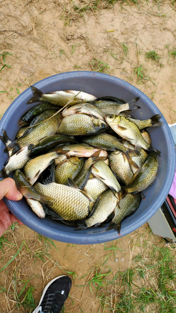早春野釣這幾種地方出大鯽魚，很容易找到