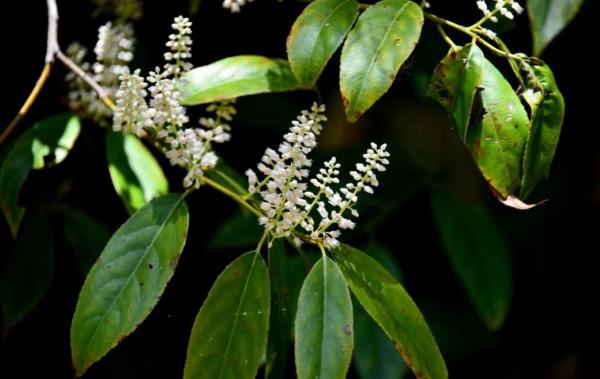 它那一片片橢圓形葉子一朵朵美麗的花兒都在金色的陽光中點頭含笑