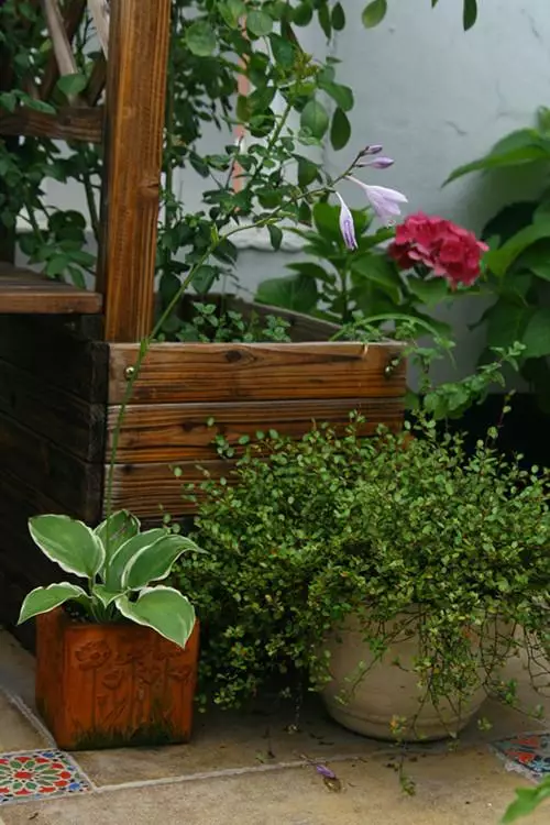 一個姑娘的“露臺花房”改造：一個自己的空中花園