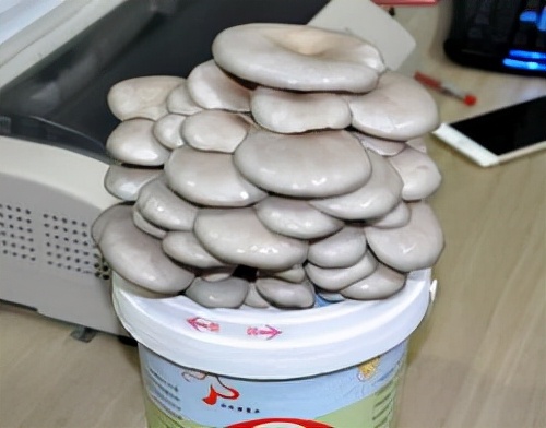 3分鐘學會盆栽“蘑菇”，只要一個“菌包”，噴一噴水能吃3個月
