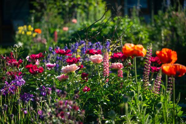 多少人的夢想!湖南姑娘用5年,在新疆禾木打造了個絕美花園 多少人的夢想!湖南姑娘用5年,在新疆禾木打造了個絕美花園